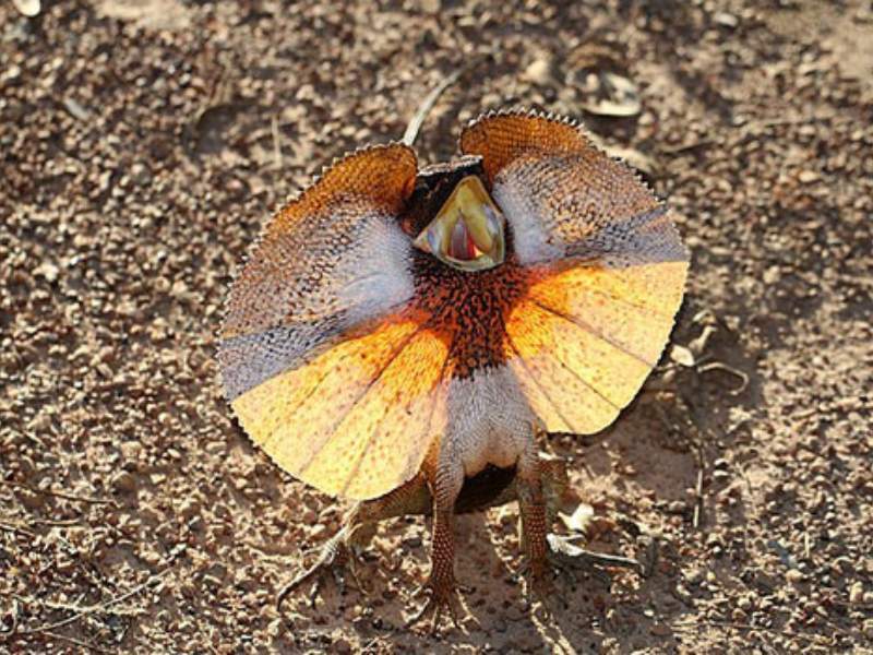 frilled lizard neck frill defense mechanism habitat