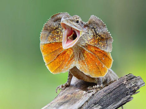 frilled lizard colorful neck frill