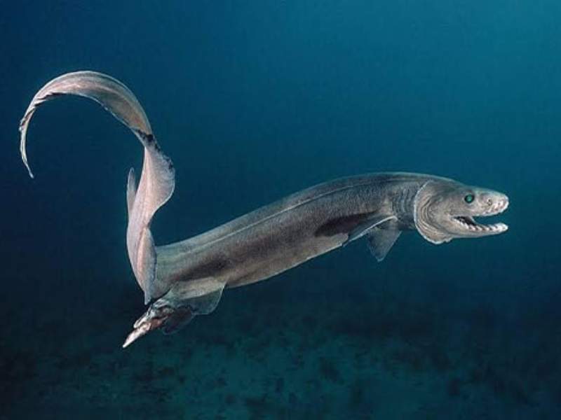 frilled shark eel-like body sharp teeth deep-sea