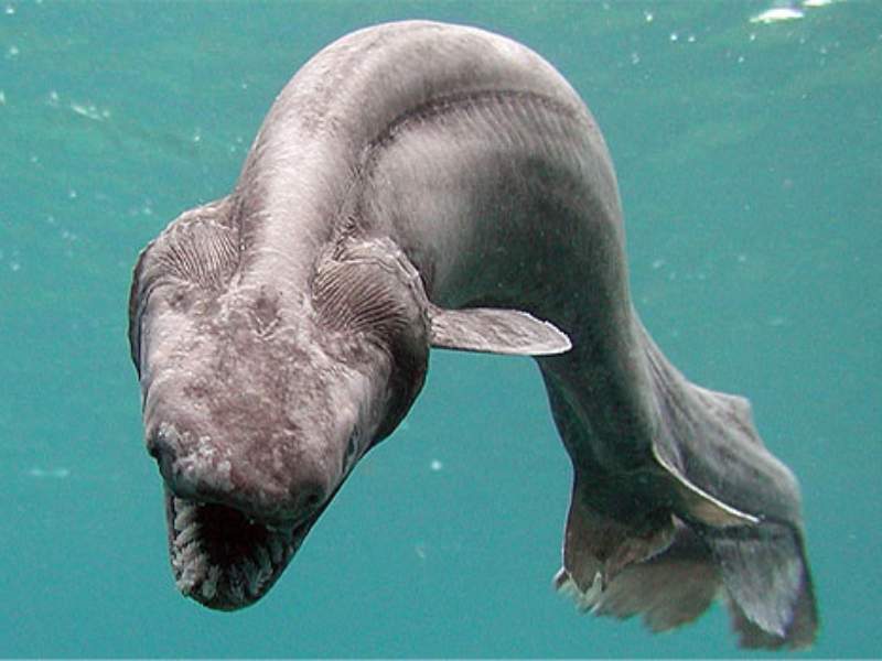 frilled shark living fossil deep sea swimming