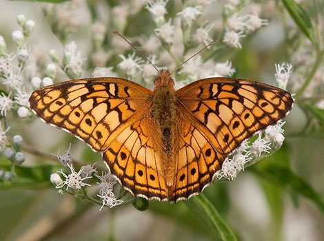 fritillary butterfly orange black patterns flower