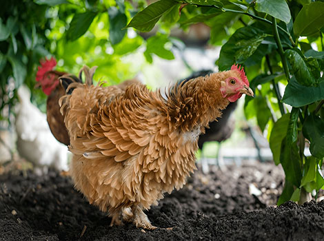 frizzle chicken color varieties black buff partridge