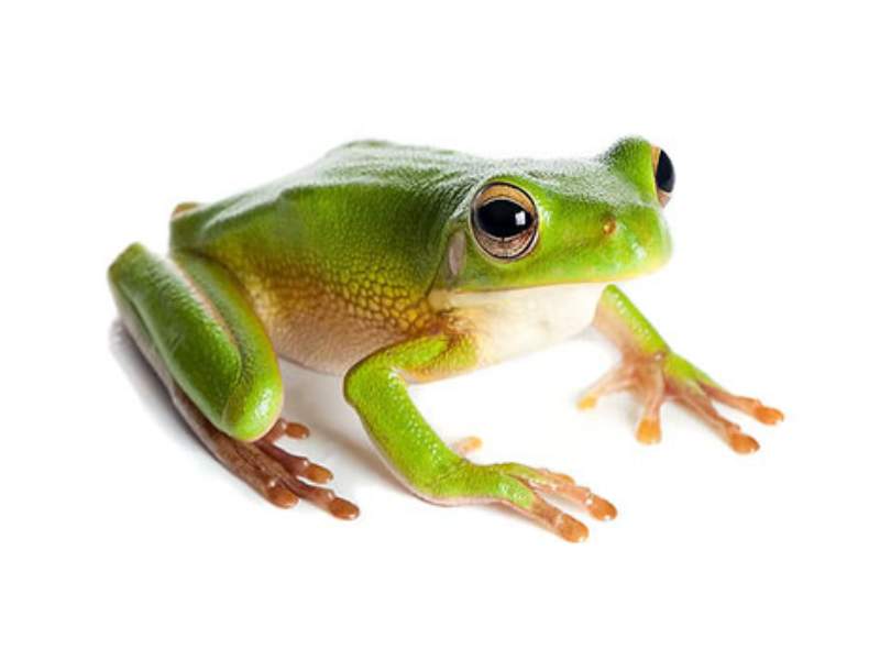 frog rainforest green coloration leaf