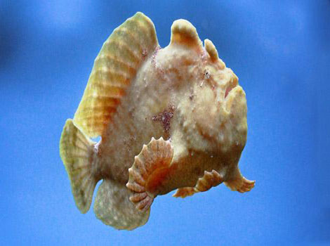 frogfish close-up warty skin dermal spinules