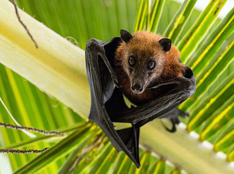 fruit bat roosts in tropical forest