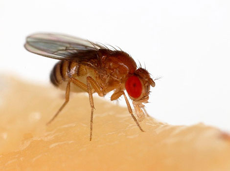 fruit fly feeding ripe fruit red eyes