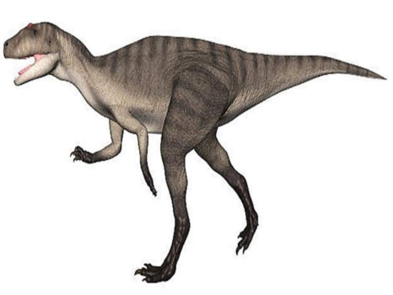 fukuiraptor carnivorous dinosaur sharp teeth claws