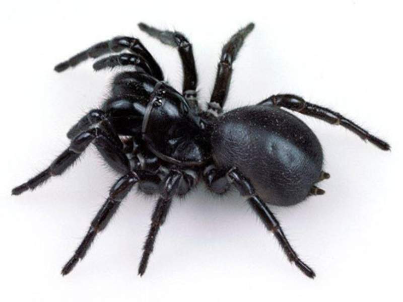 funnel-web spider deadly silk-lined burrow Australia