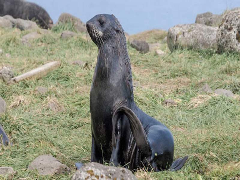 fur seal rocky shore streamlined body thick fur