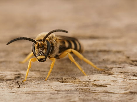 furrow bee metallic green body pollen collection