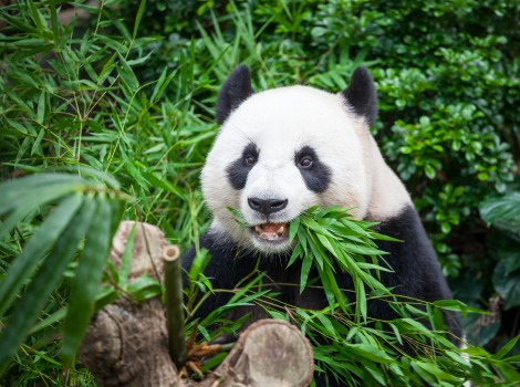 Giant panda and bamboo forest habitat