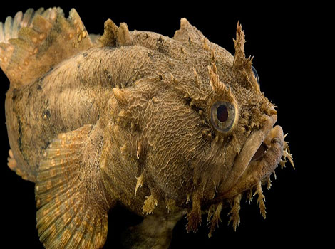 gulf toadfish vocalization and camouflage