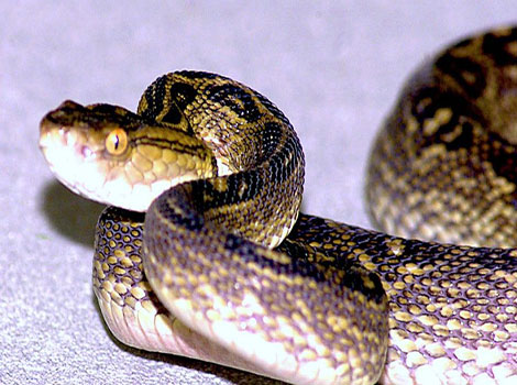 Habu snake forest habitat and prey characteristics