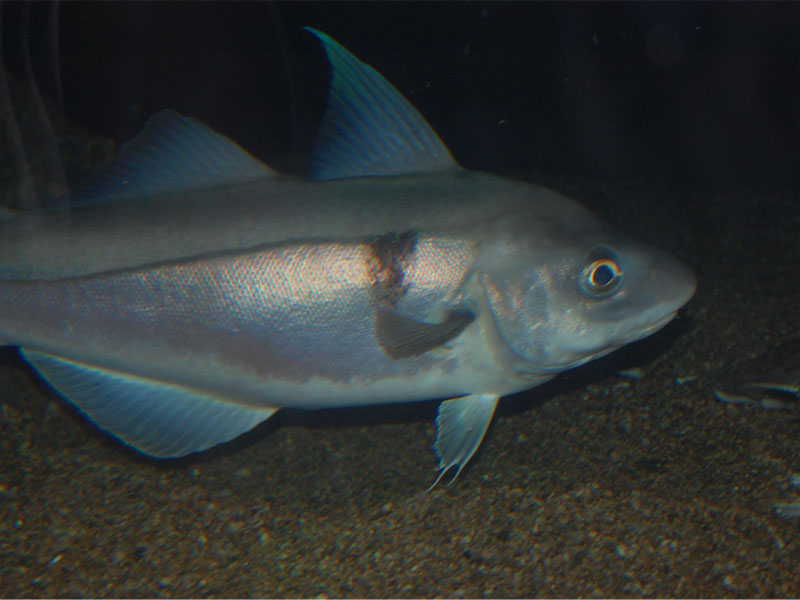 haddock fish and commercial North Atlantic habitat