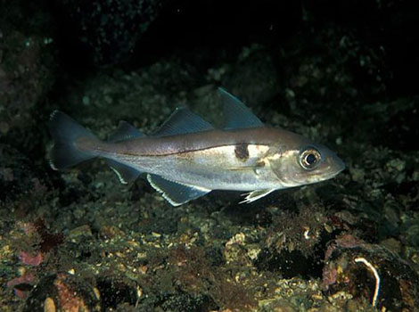 Haddock school and North Atlantic ocean habitat