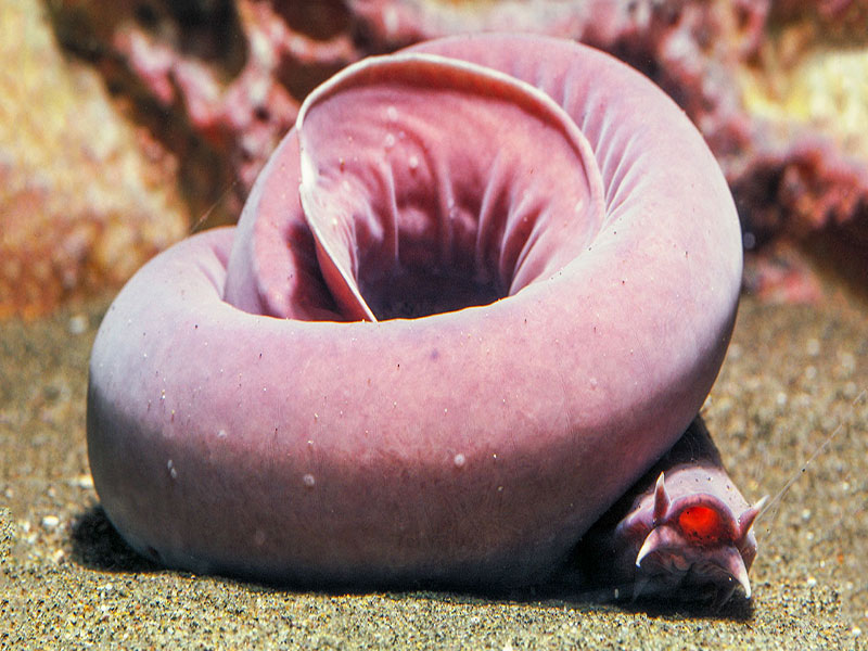 hagfish defense slime and deep-sea scavenger