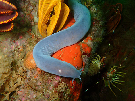 Hagfish slime defense and deep-sea environment