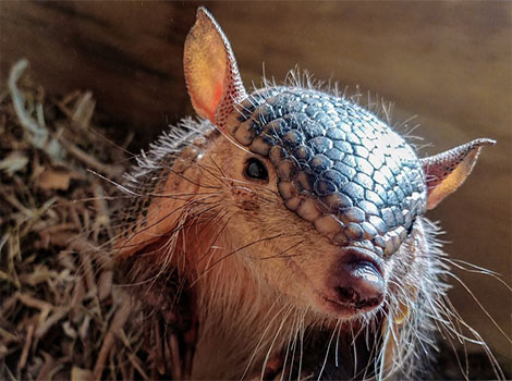 hairy eared armadillo and burrowing behavior in grasslands