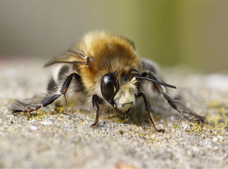 Hairy-footed flower bee golden hairs and pollination