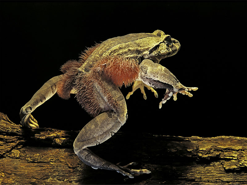 hairy frog defensive claws and tropical habitat