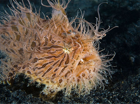 Hairy frogfish coral reef camouflage and lure adaptation