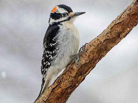 Hairy woodpecker black-and-white plumage and drumming
