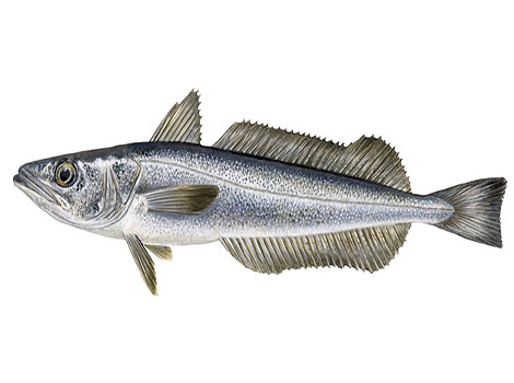Hake deep sea habitat and Atlantic migration