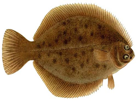 Halibut flatfish and seabed camouflage