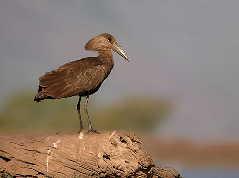 Hamerkop river habitat and large stick nests