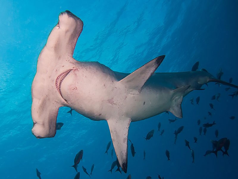 hammerhead shark hammer-shaped head and tropical habitat