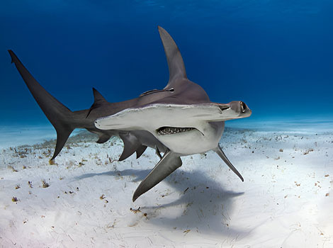 Hammerhead shark cephalofoil and sensory perception