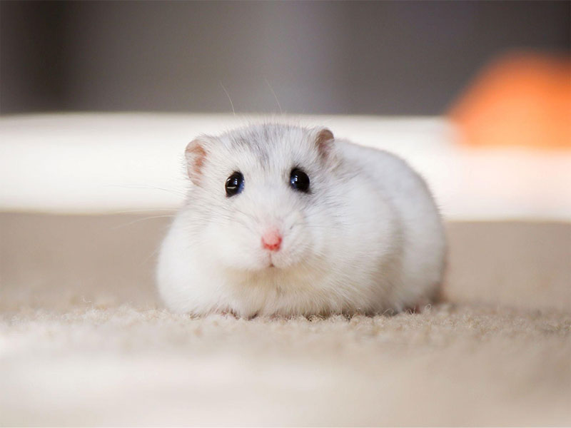 hamster cheek pouch and food storage