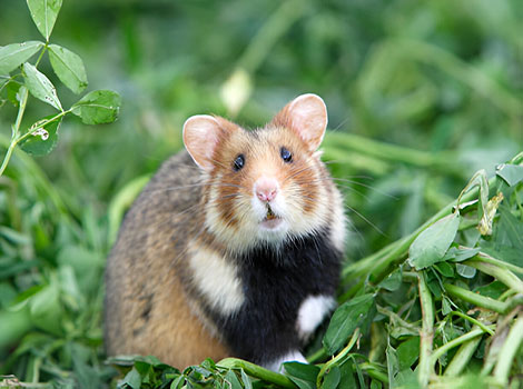 Golden hamster and expandable cheek pouches