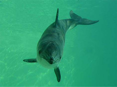Harbor porpoise small cetacean and dark dorsal fin
