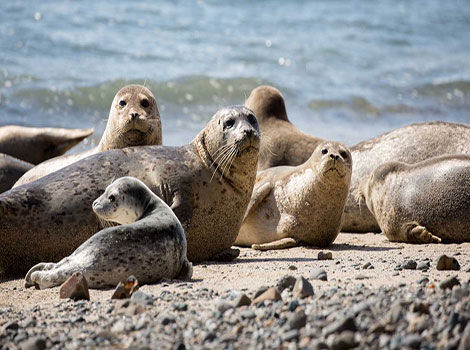 Harbor seal coastal waters and rocky shoreline