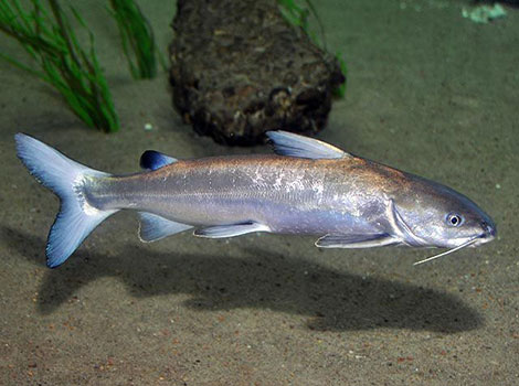 Hardhead catfish and coastal habitat, Gulf of Mexico