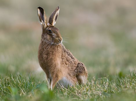 hare running speed and grassland habitat