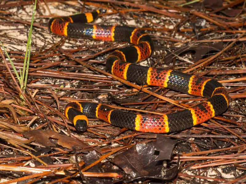 harlequin coral snake bright bands and venomous nature