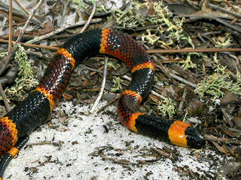 Harlequin coral snake colorful bands and habitat