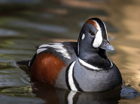 Harlequin duck fast-flowing river and colorful plumage