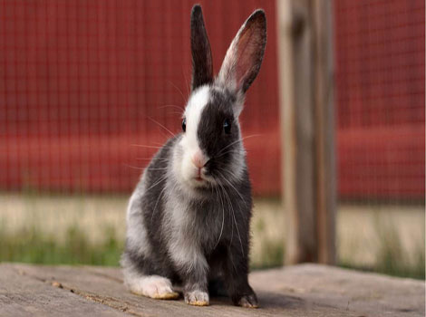 harlequin-rabbit-coat