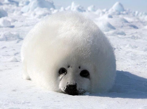 harp seal pup and Arctic ice habitat