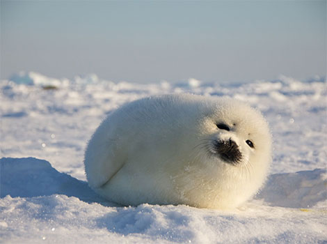 Harp seal Arctic habitat and white-coated pup