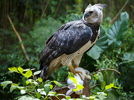 Harpy eagle powerful talons and rainforest habitat