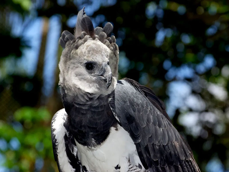 harpy eagle large talons and tropical forest prey