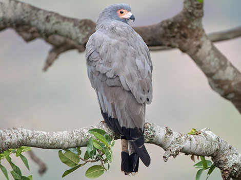 Harrier grassland habitat and hunting behavior