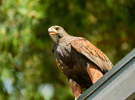 Harris hawk teamwork and desert adaptability