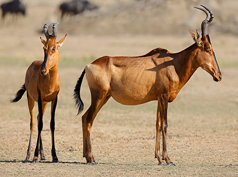 Hartebeest running in grasslands and S-shaped horns