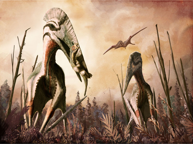 hatzegopteryx large wingspan and prehistoric environment