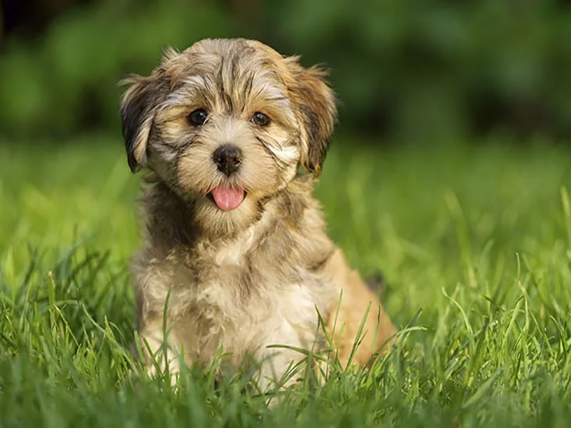 havanese dog silky coat and playful behavior